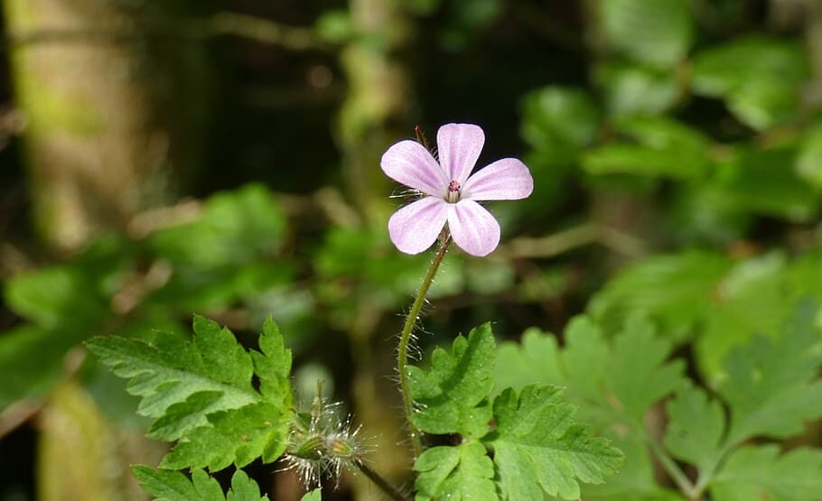 Onkruid bloem