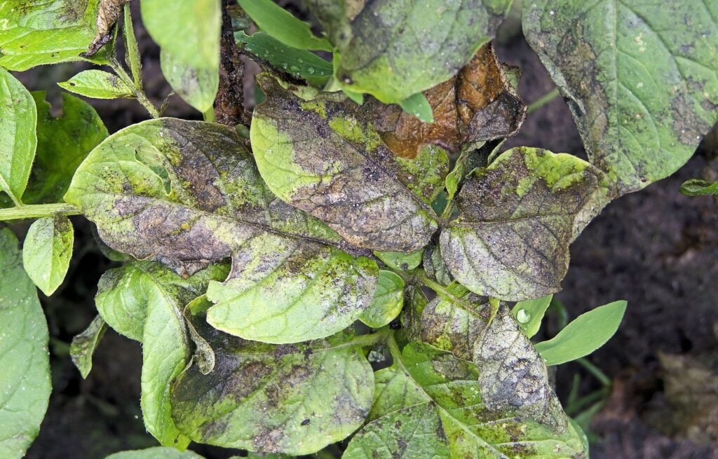 Phytophthora Infestans