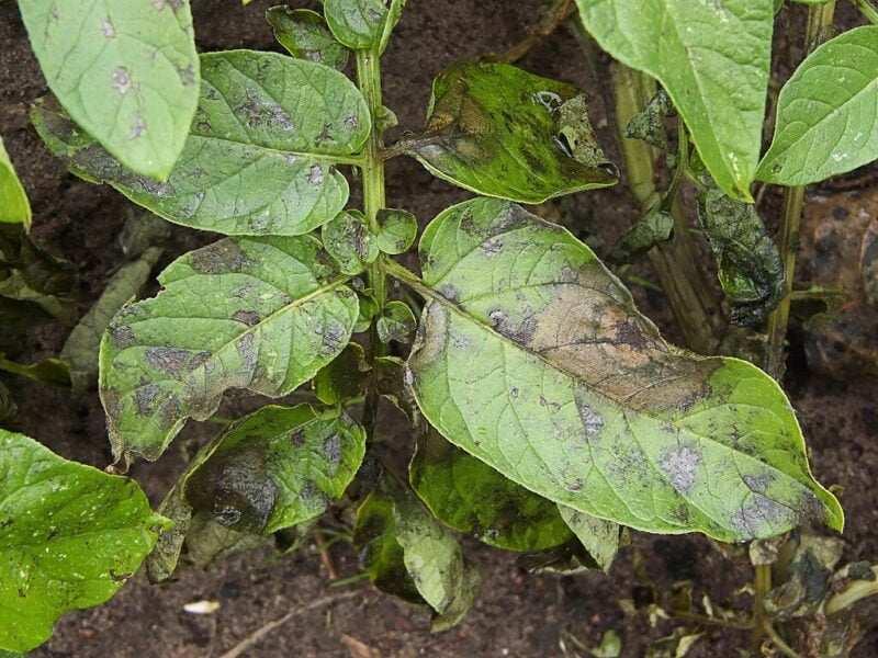 Phytophthora Infestans